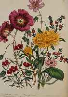1 Buch, J. Wells London, The Ladi flower Garden of ornamental annuals, mit 48 altkolor.Litho., mit ausdrucksstarkem Blumenarrange- ments, ...