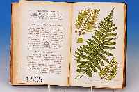 Flowering Plants of Great Britain, by Anne Pratt, Band VI, London, o.J., Ende 19. Jh., mit 67 altkolorierten Lithographien von Grä- sern und ...