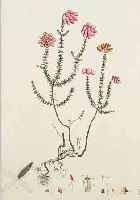 11 ALTKOLORIERTE PFLANZENSTICHE AUS CURTIS BOTANICAL MAGAZINE, UM 1800, JE CA. 33 X 25 CM, LEICHT ALTERSBEDINGT GEBRäUNT