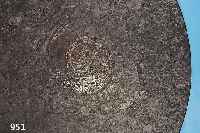 FOSSILIENPLATTE, SOLLNHOFER SCHIEFER, LIAS, CA. 130-140 MIO JAHRE ALT, MIT EINGESCHLOS- SENEM AMMONIT, ZAHLREICH BRACHIOPODEN UND LIMASTRIATA ...