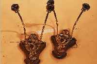 PAAR WANDLAMPEN, FRANKREICH, UM 1900, BRONZE MASSIV AUF HOLZBRETT MONTIERT, JE ZWEI BRENNSTELLEN, MATTIERTE ROSENSCHIRME SEK., ...