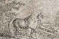 Konvolut von 2 Blatt, mit Kupferstichen v. J. El. Riedinger, Augsburg , ca. 1752, mit schönen Pferdedarstellungen: 1.) Oldenbürger mit Knecht ...