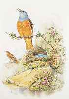Konvolut von 2 Blatt altkolor. Litho. v. H. C.Richter nach Gould London 1870, mit pracht- vollen Vogeldarstellungen, 1.) 1 Pärchen Fel- sendrosseln ...