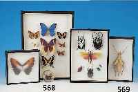 13 SCHMETTERLINGSPRäPARATE, EUROPA, SüDAMERIKAUND AFRIKA , DEUTSCHLAND: KAISERMANTEL, KL. FUCHS, PFAUENAUGEN, POSTILLON UND VIER TROP. ...