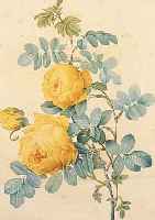 REDOUTé, PIERRE-JOSEPH, 1759-1840, ROSIER JAUNE DE SOUFFRE, GEST. VON LANGLOIS, GEDRUCKT BEI RéMOND, ALTKOLORIERT, CA. 34 X 24 CM, PP, ...
