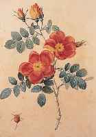 REDOUTé, PIERRE-JOSEPH, 1759-1840, ROSA EGLANTERIA PUNICEA, GEST. VON LANGLOIS, GEDRUCKT BEI RéMOND, ALTKOLORIERT, CA. 34 X 24 CM, PP, ...