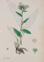 Konvolut von 100 Blatt, mit altkolor. Lith aus Boswell, J. T. Syme, Englisch Botany des gr. engl. Botanikwerks, mit schönen Pflanzen und ...