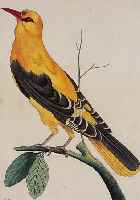 KONVOLUT VON 6 BLATT, MIT ALTKOLOR. KUPFER- STICHEN AUS SHAW LONDON 1793, MIT VOGELDAR- STELLUNGEN, SEHR FEIN GEZEICHNETE UND PRACHT- VOLL ...