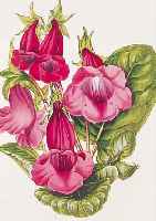 KONVOLUT VON 30 BLATT, MIT ALTKOLOR. LITH. AUS THE MAGAZINE OF BOTANY LONDON 1835 VON JOSEPH PAXTON, MIT FARBENPRäCHTIGEN BLUMEN- ...