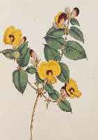 Konvolut von 30 Blatt, mit altkolor. Kupfer-stichen aus Curtis Botanical Magazine, London,ca. 1808, mit sehr fein gestochenen und fein kolor. ...