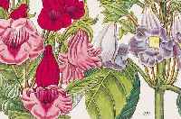 KONVOLUT VON 15 BLATT, MIT ALTKOLOR. KUPFER-STICHEN AUS ZEITSCHRIFT FüR DEN GäRTNER UND BOTANIKER UND BLUMENFREUNDE, JENA 1840, MIT ...