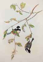 KONVOLUT VON 2 BLATT, ALTKOLOR. LITHO. V. H. C. RICHTER, NACH GOULD, LONDON 1870: 1.) EIN PäRCHEN KOHLMEISEN SITZEN AUF EINEM GE- äST BEI ...