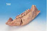 KIEFERKNOCHEN EINES WOLLNASHORNS AUS DER KREI-DEZEIT, FRAGMENT, L. 46 CM