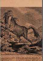 RIDINGER, JOHANN ELIAS, WILDPFERD, KUPFER- STICH, CA. 27,5 X 41,5 CM, GEBRäUNT, U.GL.,R.