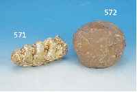 VERSTEINERTES DINOSAURIER-EI, CA. 60 MIO. JAHRE ALT, FUNDORT CHINA, GUT ERKENNBARE SCHALE, H. CA. 10 CM, D. CA. 17 CM