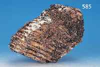 ZAHN EINES MAMMUT, FUNDORT CHINA, CA. 27 X 18 CM