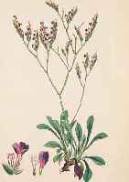 KONVOLUT VON 90 BLATT, MIT ALTKOLOR. LITH. AUS BOSWELL SYME J. T. ENGLISH BOTANY DES BE- RüHMTEN ENGL. BOTANIKWERKS, CA. 1870, MIT SCHöNEN ...