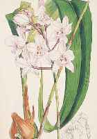 KONVOLUT VON 30 BLATT, MIT ALTKOLOR LITHO. AUS CURTIS BOTANICAL MAGAZINE LONDON, 1878, MIT KOLOR. BLUMENDARSTELLUNGEN, ALLE CA. 21 X 13 CM: 1.) ...