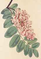 KONVOLUT VON 30 BLATT, MIT ALTKOLOR. KUPFER-STICHEN AUS CURTIS BOTANICAL MAGAZINE FLOWER GARDEN DISPLAYED, LONDON 1808, MIT FEIN GE- STOCHENEN ...