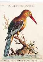 4 ALTKOLOR. BZW. AQUARELLIERTE KUPFERSTICHE, V. EDWARDS NACH SELIGMANN MIT SCHöNEN VOGEL- DARSTELLUNGEN, CA. 1850: 1.) DER GROSSE EIS- VOGEL VOM ...