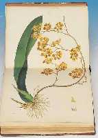 EIN BUCH, THE FLORAL CABINET AND MAGAZINE OFEXOTIC BATANY MIT 44 ALTKOLOR. LITHO., BLUMEN-DARSTELLUNGEN WILIAM SMITH, LONDON 1838, DAVON2 ...