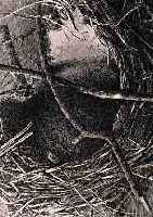 STüMPEL, KLAUS, NEST, LITHOGRAPHIE AUF BüTTEN VON 1974, HANDSIGN. UND NUM. 57/100, CA. 51 X 67,5 CM