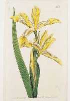 KONVOLUT VON 35 BLATT, ALTKOLOR. KUPFER- STICHE AUS CURTIS BOTANICAL MAGAZINE, LONDON, CA. 1808, MIT PRACHTVOLLEN BLUMENDARSTELLUN- GEN: 1.) ...