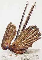 KONVOLUT VON 12 BLATT, MIT ALTKOLOR. KUPFER-STICHE AUS ATLAS DER ZOOLOGIE ORBIGNY PARIS, CA. 1840, MIT PRACHTVOLLEN VOGELDARSTELLUNGEN,TEILWEISE ...