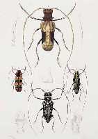 KONVOLUT VON 19 BLATT, MIT KäFERDARSTELLUN- GEN AUS DEM ATLAS DER ZOOLOGIE MIT ALTKOLOR. KUPFERSTICHEN, TEILWEISE BIS ZU 8 KäFERN AUF EINEM ...