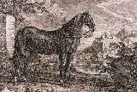 KONVOLUT VON 2 BLATT, MIT PFERDEDARSTELLUN- GEN V. RIDINGER, AUGSBURG, CA. 1752: 1.) EIN GESTüT PFERD, ETWAS KNAPP BESCHNITTEN, ABER FESTER ...