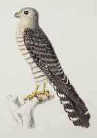 W.C.H. PETERS: NATURWISSENSCHAFTLICHE REISE NACH MOSAMBIQUE, 15 KOLORIERTE STAHLSTICHE UND LITHOS VON CA. 1860, KOMPLETTER VOGELTEIL,BLATTGR. JE ...
