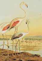 92 FARBLITHOGRAPHIEN AUS NAUMANN: DIE VöGEL MITTELEUROPAS, UM 1895, JE CA. 22,5 X 32 CM, IN ZWEI MAPPEN