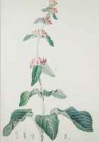 25 FARBKUPFERSTICHE AUS: HOFFMANNSEGG: FLORE PORTUGAISE, 1809, VERSCH. PFLANZENDARSTEL- LUNGEN AUF GROSSFORMATIGEN BLäTTERN, JE CA. 54X 35 CM