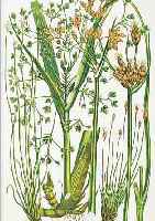 FLOWERING PLANTS OF GREAT BRITAIN, BY ANNE PROTT, BAND VI, LONDON O. J. , ENDE 19. JH., MIT 67 ALTKOLORIERTEN LITHOGRAPHIEN VON GRäSERN UND ...