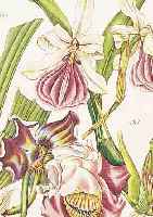 KONVOLUT VON 15 BLATT, MIT PRACHTVOLLEN BLUMEN- UND PFLANZENDARSTELLUNGEN MIT ALT- KOLOR. KUPFERSTICHEN AUS ZEITSCHRIFT F. D. GäRTNER UND ...