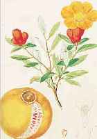 KONVOLUT VON 25 BLATT, MIT ALTKOLOR. KUPFER-STICHEN MIT PFLANZEN UND BLUMENDARSTELLUNGEN AUS ABBL. U. BESCHREIBUNG ALLER IN DER ...