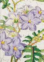 30 BLATT MIT ALTKOLOR. LITHO., AUS CURTIS BOTANICAL MAGAZINE, MIT üBERAUS GUT ERHALTENEN UND FARBENPRäCHTIGEN BLUMENDAR- ...