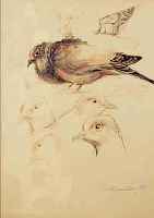 FANTIN-LATOUR, HENRI THEODORE JEAN IGNACE, 1836-1904, VOGELSTUDIE, TAUBENKöPFE UND SPATZ, LAVIERTE TUSCHEZEICHNUNG MIT RöTEL AUF PAPIER ...