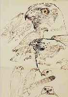 FANTIN-LATOUR, HENRI THEODORE JEAN IGNACE, 1836-1904, VOGELSTUDIE, ADLER UND RAUB- VöGEL, LAVIERTE TUSCHEZEICHNUNG AUF PAPIER (MIT ...