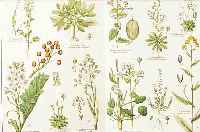NATURGESCHICHTE DES PFLANZENREICHS, DR. V. SCHUBERT, NEU BEARBEITET V. DR. MORITZ WILL-KOMM, MIT 54 FEIN KOLORIERTEN DOPPELFOLIO- TAFELN, DAZU ...