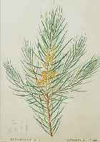 REDOUTE, UM 1810-30, VIER KOLORIERTE KUPFER-STICHE BEZ. PERSOONIA, BEST AUS: PERSOONIA LINCARIS (PERSOONIA à FILLèS LINèARIRES=, STECHER ...