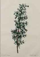 REDOUTE, UM 1810-30, 4 KOLORIERTE KUPFER- STICHE, BEZ. PERSOONIA, LYCIUM AFRUM (LYCIUM D'AFRIQUE), PAGE 107, STECHER MELLE BRENET ...