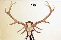 GROßES HIRSCHGEWEIH, WOHL ANFANG 20. JH., 12-ENDER, H. CA. 120 CM, B.103 CM