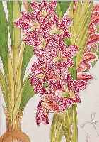 KONVOLUT VON 35 BLATT, (2 DOPPELBLATTGR.), ALTKOLOR. LITHO AUS CURTID BOTANICAL MAGAZINE,LONDON 1877 MIT PRACHTVOLLEN BLUMEN- UND ...