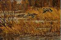 OTTENS, M., 1. HäLFTE 20. JH., FLIEGENDE ENTEN üBER EINEM WALDSEE, öL/MALKARTON, SIGN. U. DAT. (19)47, 27,5 X 37,5 CM, R.