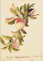 COMPTON, EDWARD THEODOR, 1849 LONDON-1921 FELDAFING, RHODODENDRON, AQUARELL AUF PAPIER, BEZ.: BLIGHTED ...