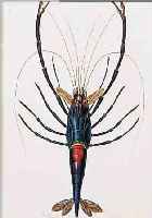 KONVOLUT VON 25 BLATT, ALTKOLOR. KUPFER- STICHEN AUS ATLAS DER ZOOLOGIE PARIS, CA. 1850, MIT TINTENFISCHEN, FLEDERMAUSARTEN, ...