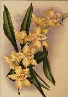 5 STICHE MIT ORCHIDEENDARSTELLUNGEN, 19. JH., KOLORIERT, CA. 31 X 22 CM, VERSCH. RAHMEN, PP.