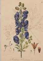 KONVOLUT VON 26 BLATT, MIT ALTKOLOR. KUPFER-STICHEN MIT PFLANZEN- UND BLUMENDARSTELLUNGEN AUS: ABBL. U. BESCHREIBUNG ALLER I. D. ...