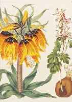 KONVOLUT VON 15 BLATT, MIT ALTKOLOR. KUPFER-STICHEN MIT SEHR PRACHTVOLLEN UND FEIN GE- STOCHENEN BLUMENDARSTELLUNGEN IN SEHR GUT ERHALTENEM ...